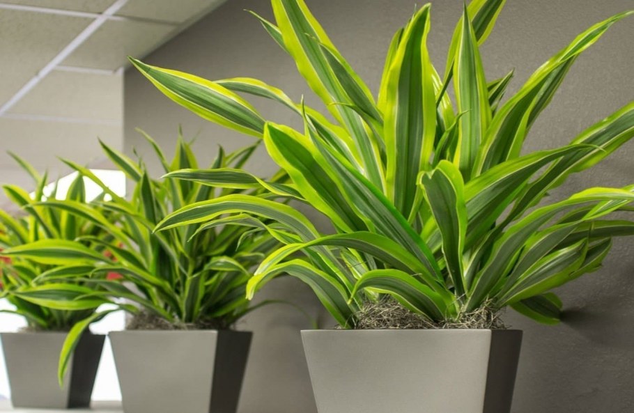 Хлорофитум Лаксум в интерьере