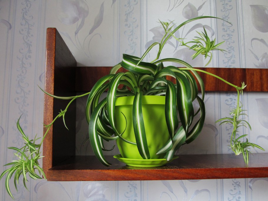 Традесканция и хлорофитум