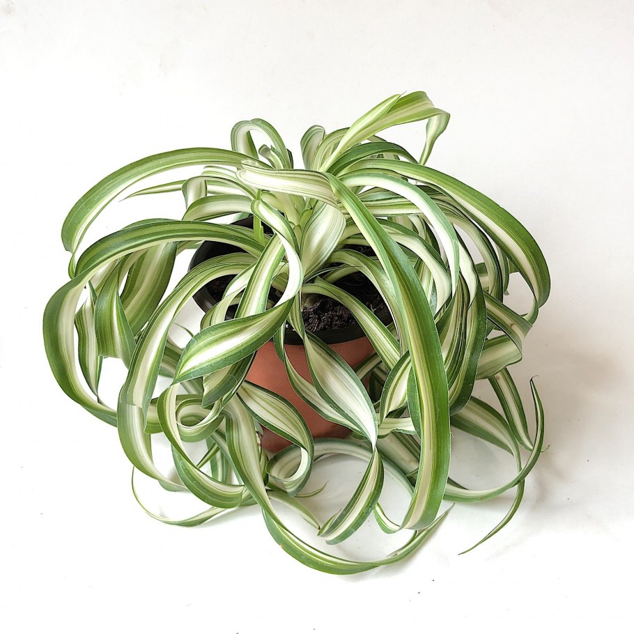 Хлорофитум освещенность