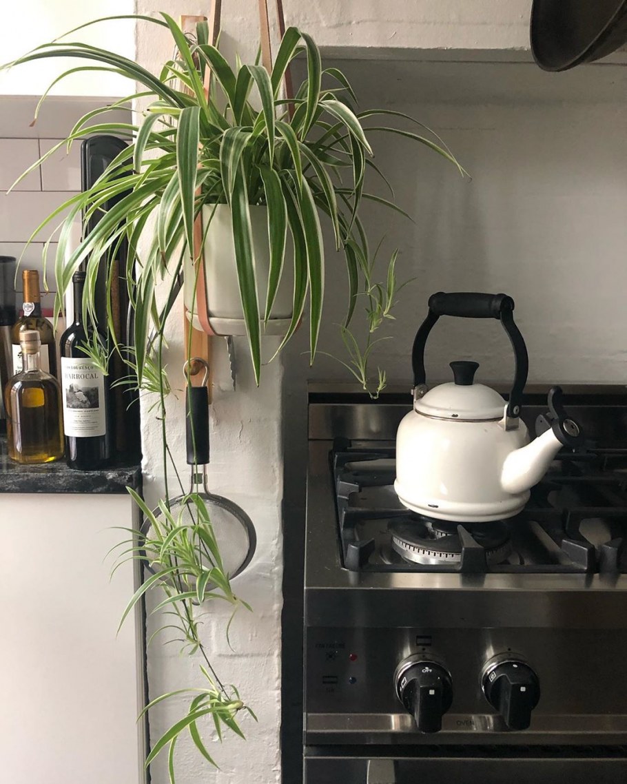 Хлорофитум напольный