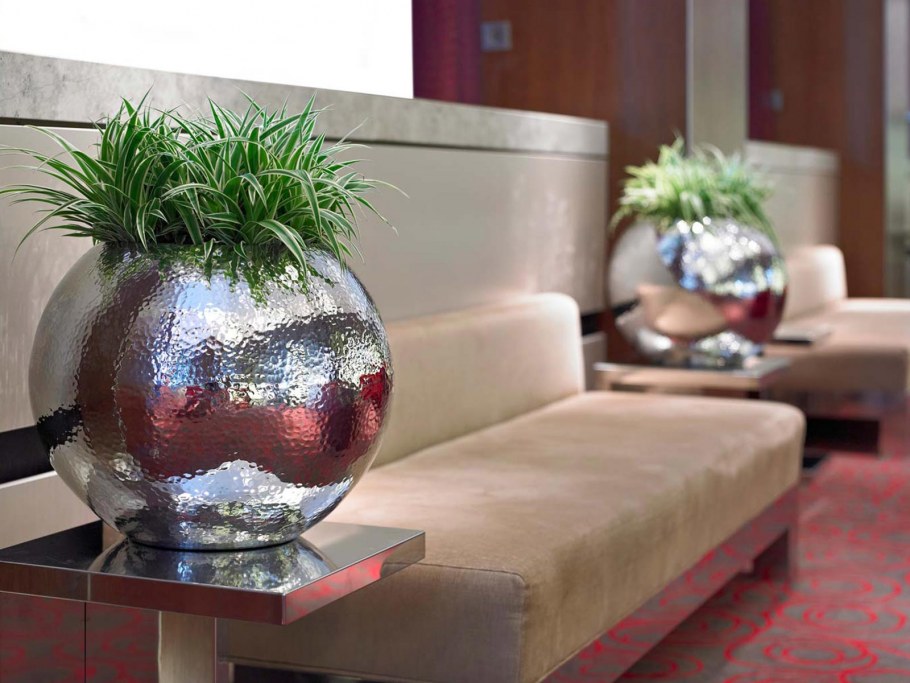 Комнатное растение хлорофитум цветение