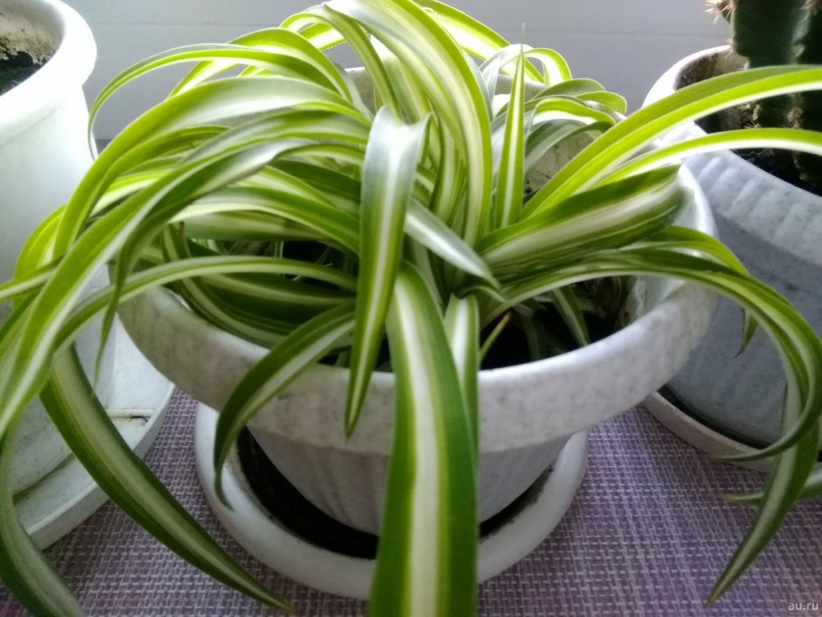 Юкка хлорофитум