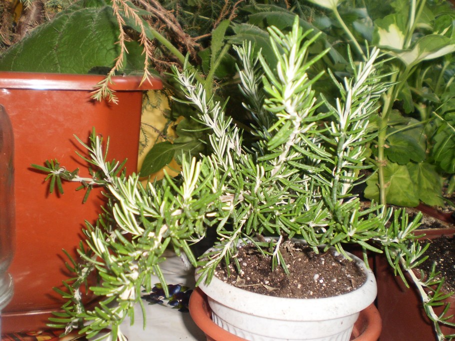 Розмарин в горшке на белом фоне