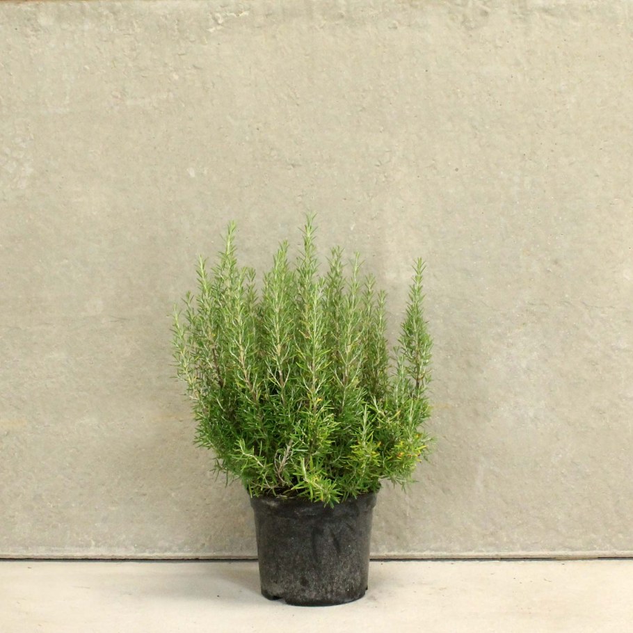 Розмарин дерево в горшке