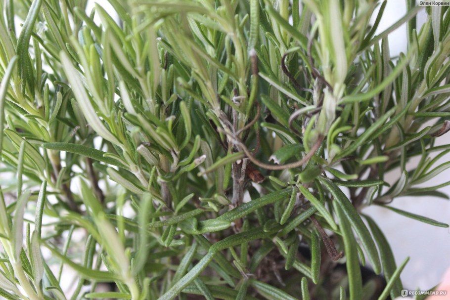 Розмарин Хонкай