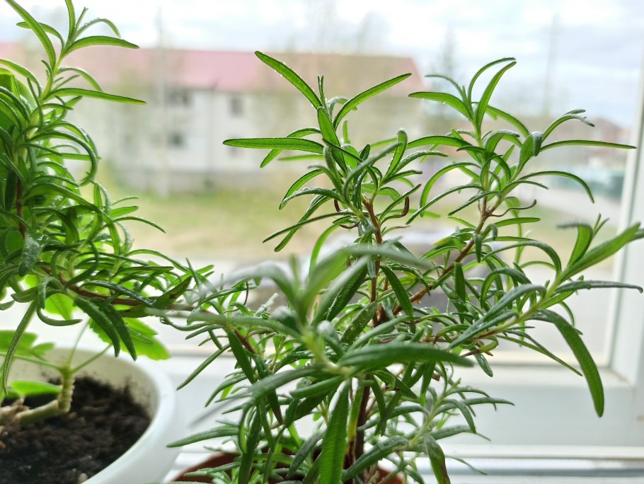 Как хранить розмарин