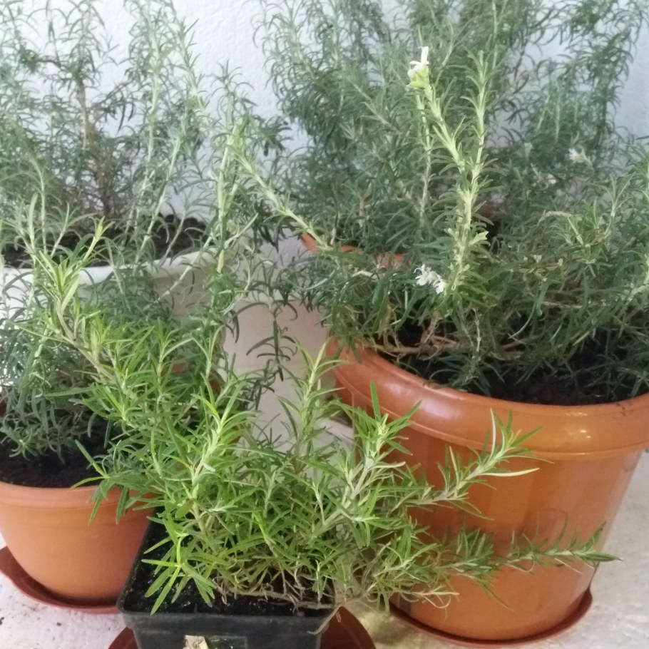 Розмарин Бирюса