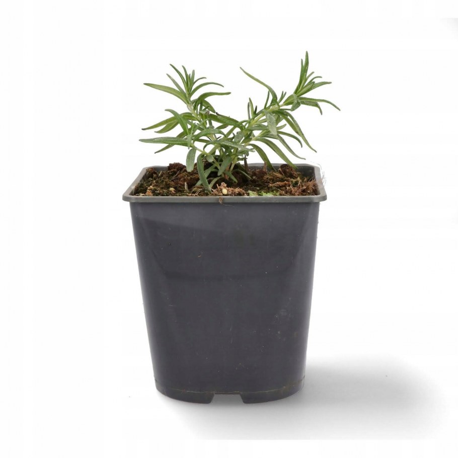 Rozmarin 33 Вена