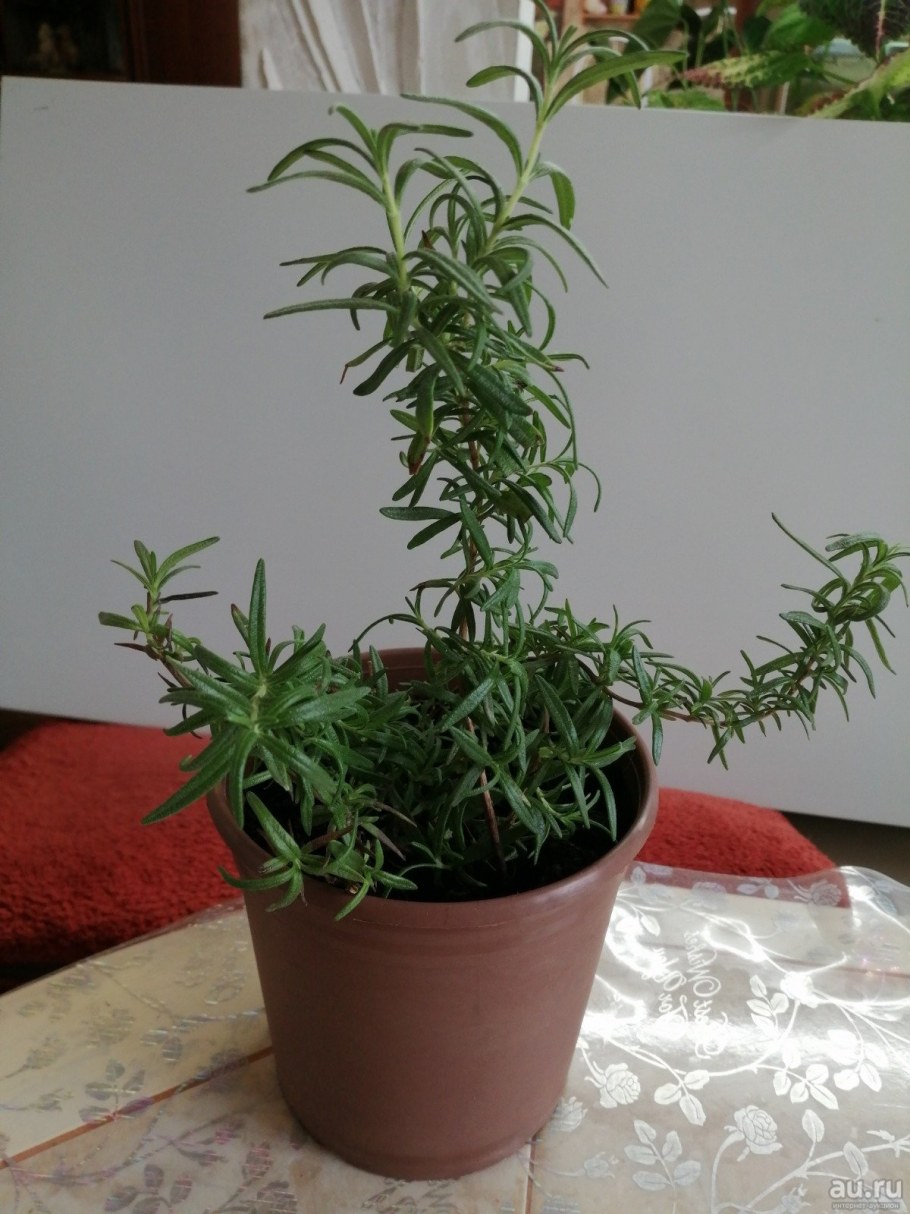 Розмарин комнатный