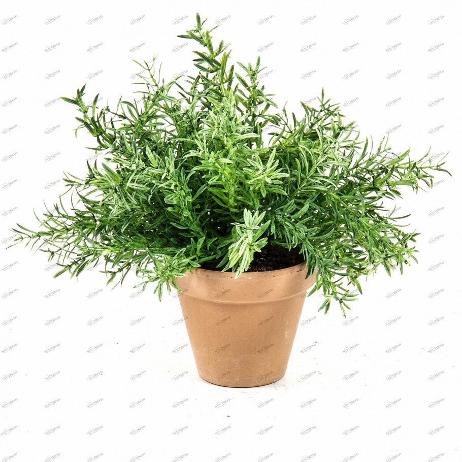 Розмарин в линии Хогарта