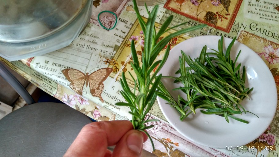 Комнатный цветок розмарин