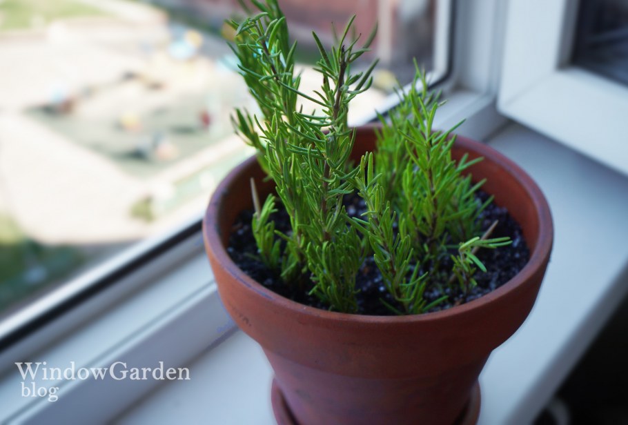 Розмарин комнатный