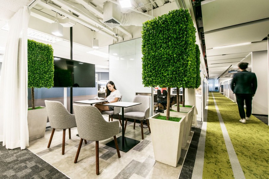 Озеленение самшит в офисе