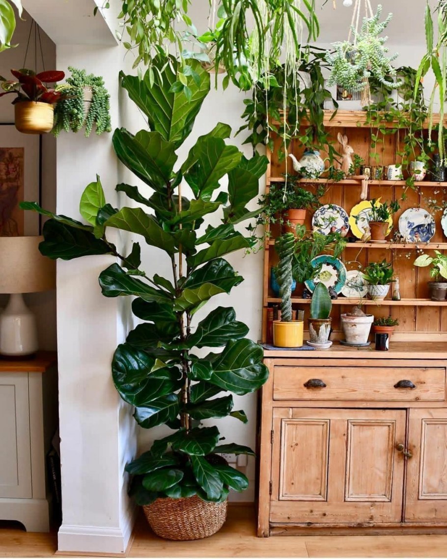 Комнатные цветы полезные в доме