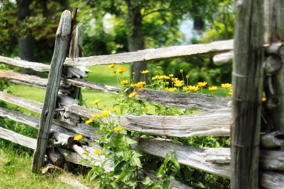 Деревенский забор с цветами