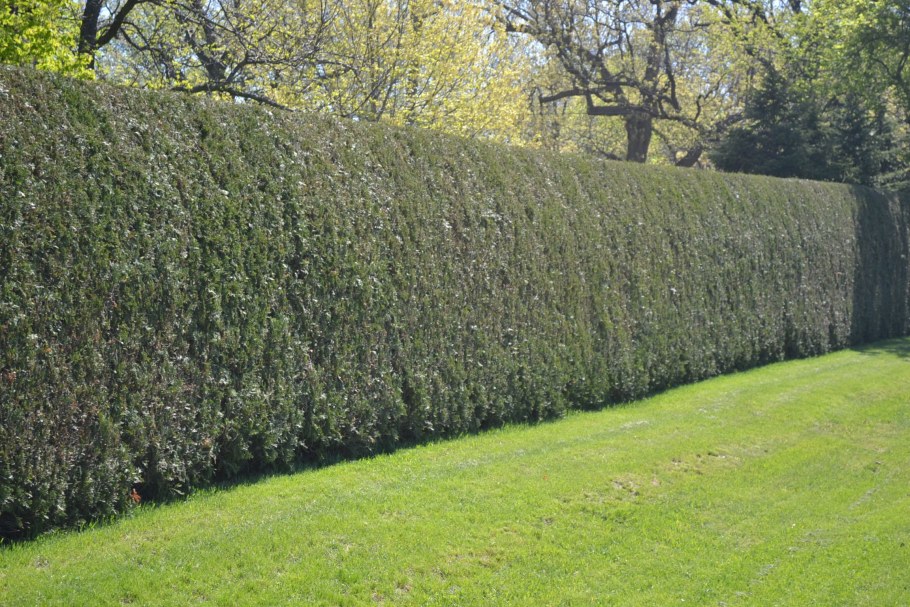 Живая изгородь нестриженная