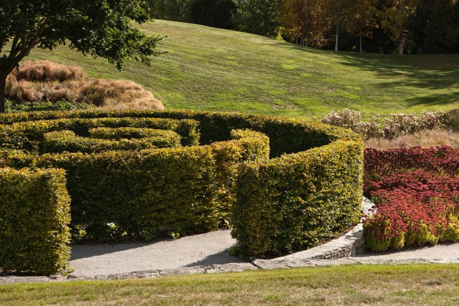 Лабиринт из живой изгороди кизильника