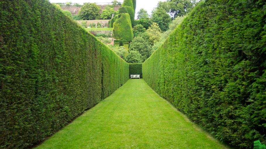 Тисовая аллея в Англии