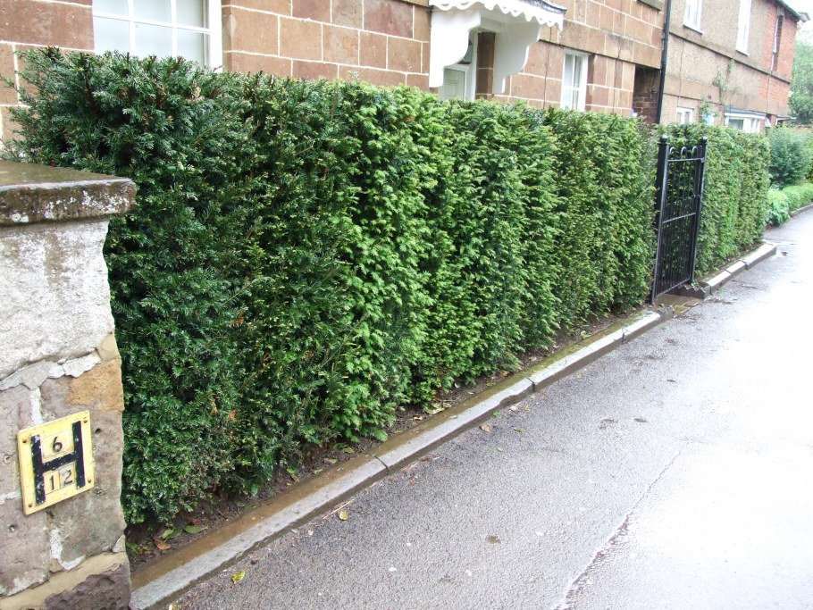 Тисовая Живая изгородь