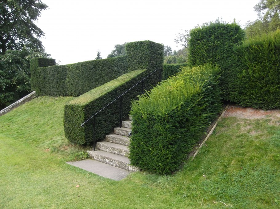 Живая изгородь нестриженная