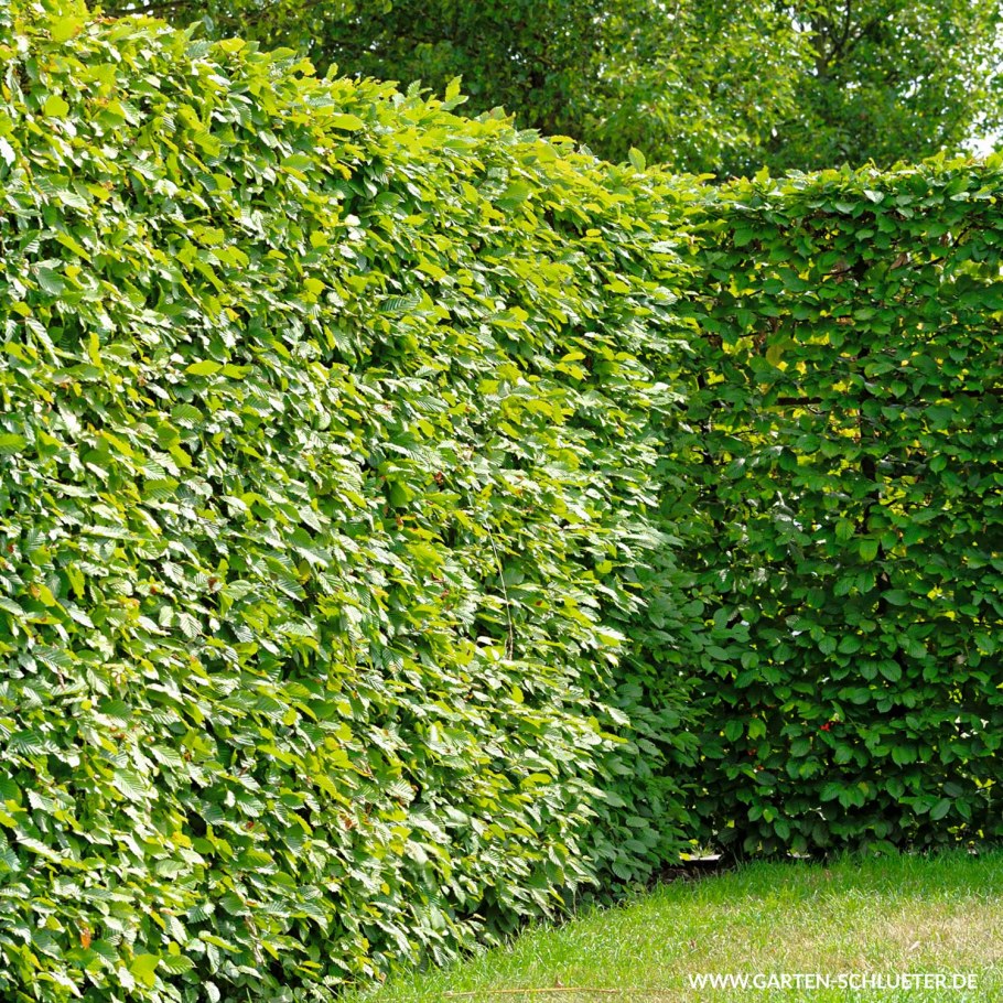 Граб Живая изгородь