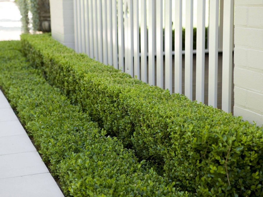 Самшит Буксус бордюрная