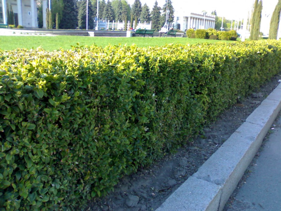 Кизильник блестящий стрижка