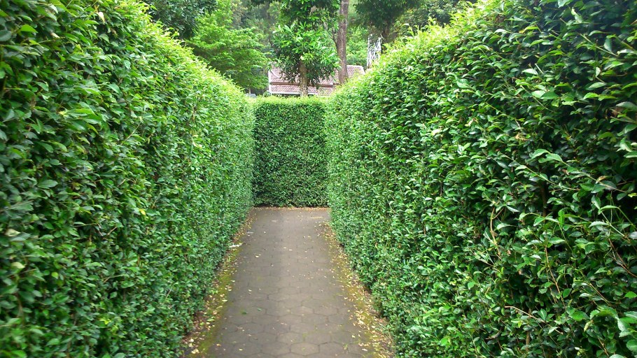 Живая изгородь кизильник липа