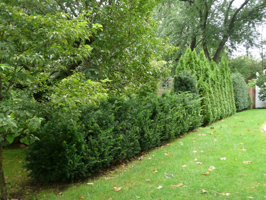 Кизильник блестящий и туя