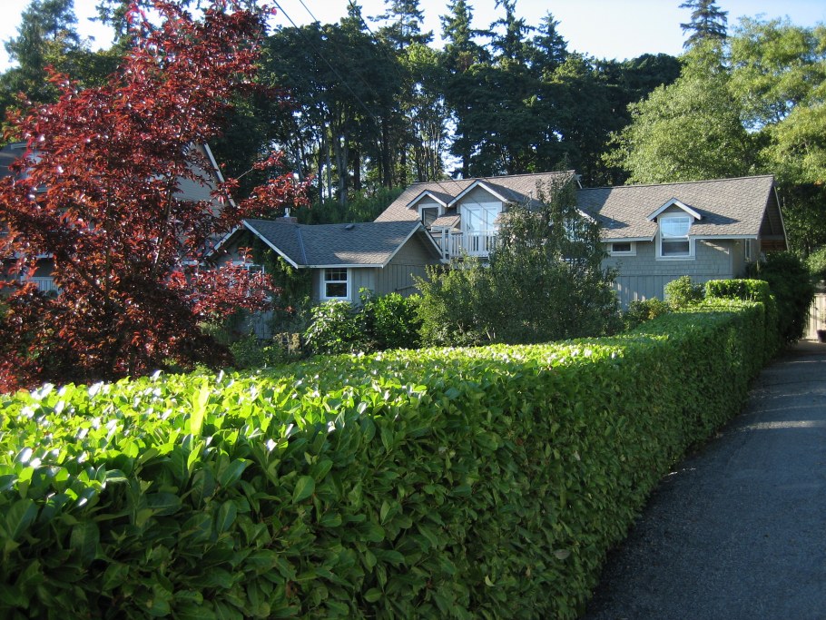 Забор из кустарника на даче