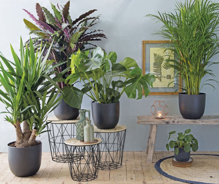 Расстановка комнатных растений в интерьере