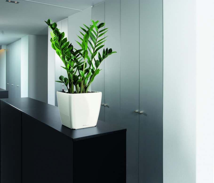 Lechuza Trio Cottage замиокулькас