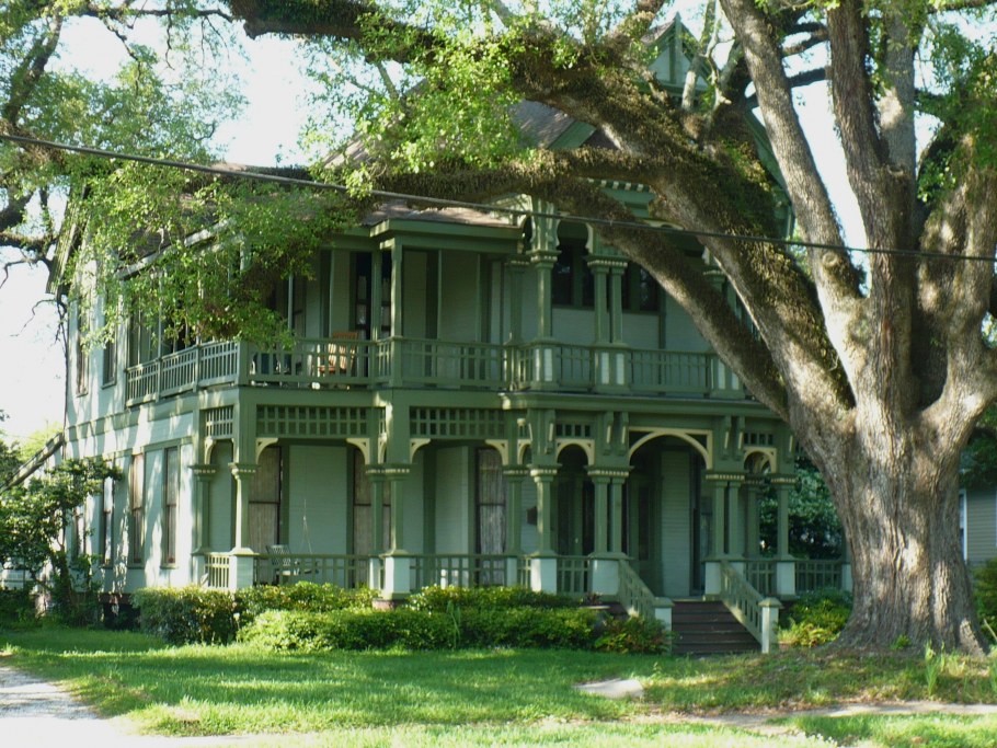 Дуб шарлаховый Quercus coccinea