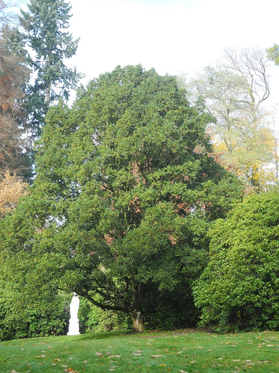 Погода Кверкус