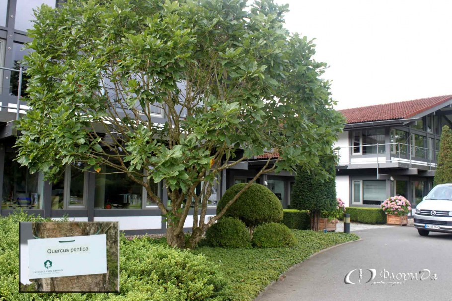 Quercus rubra почки