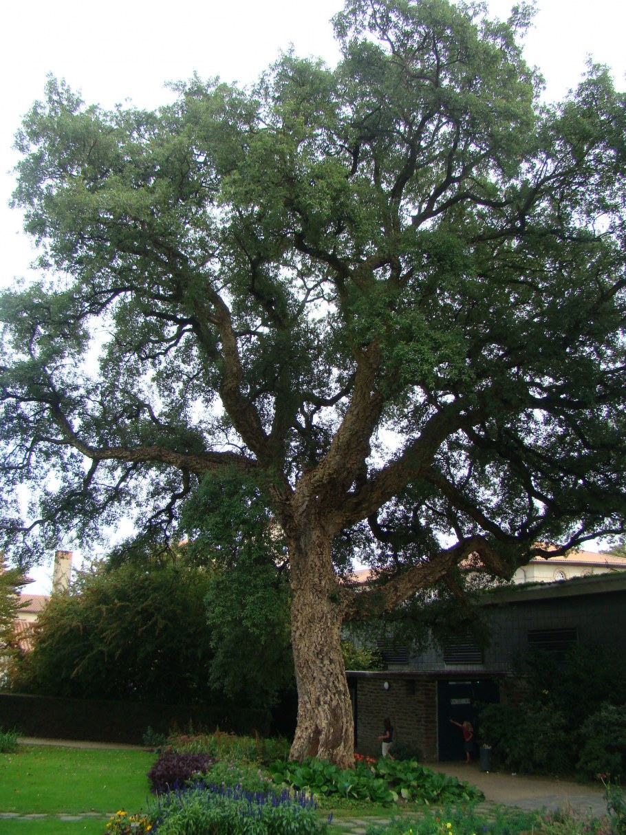 Quercus rubra формирование кроны