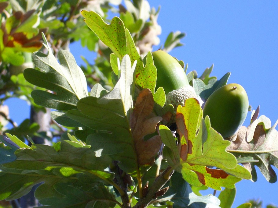 Quercus 'Monument' PBR