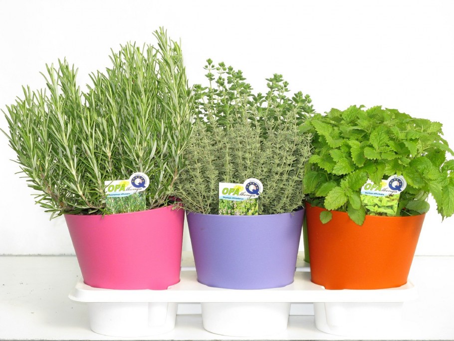 Мелисса и розмарин