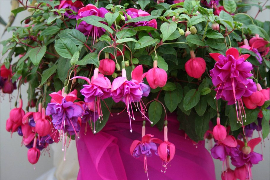 Фуксия красная ампельная