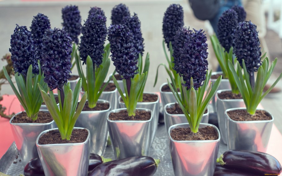 Гиацинт Миднайт