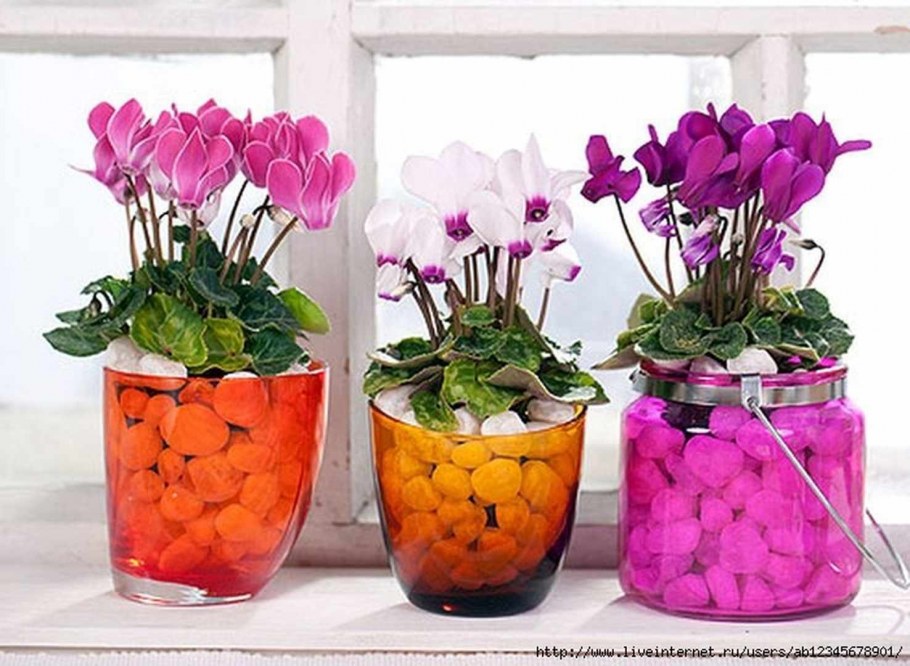 Цикламен в кашпо