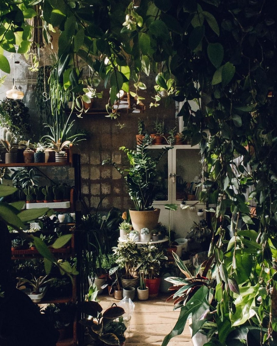 Оранжерея в комнате