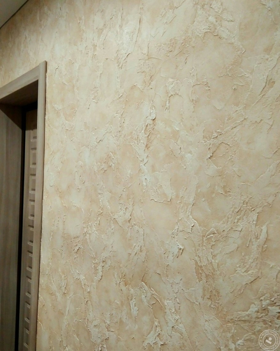 Короед венецианка