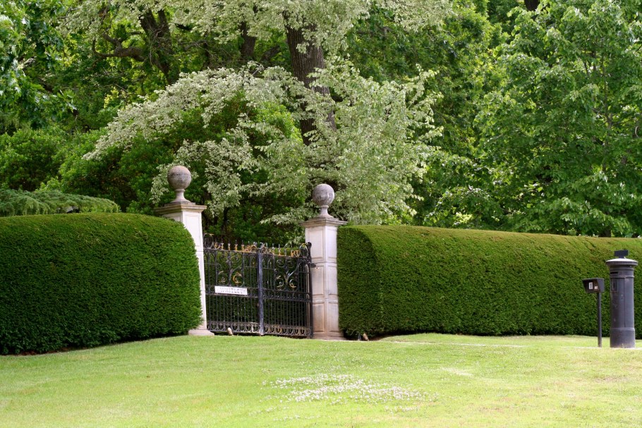 Тис ягодный Живая изгородь