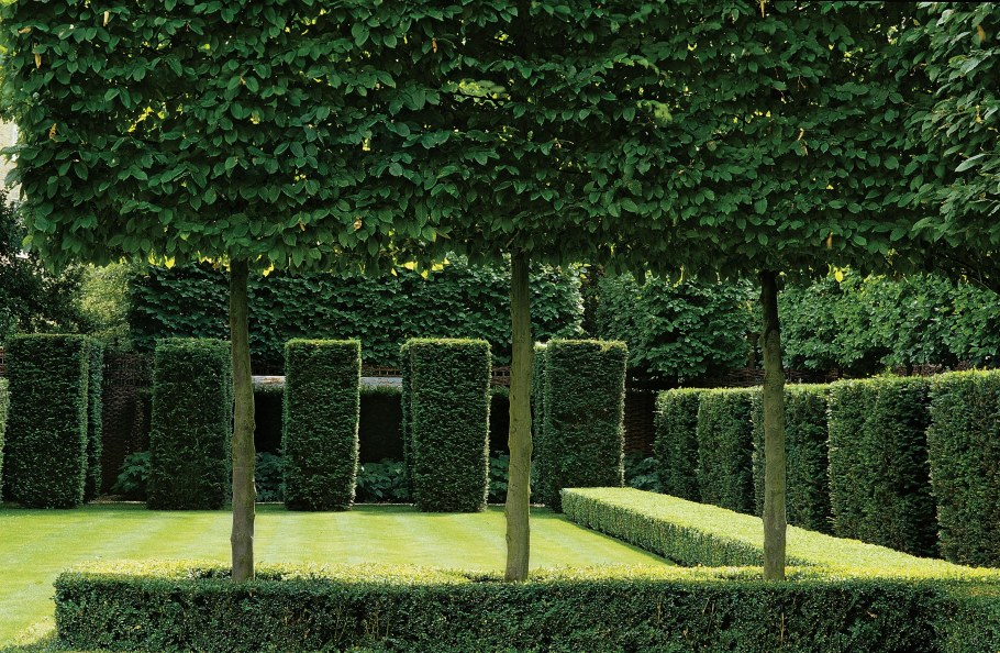 Бамбук в ландшафтном дизайне