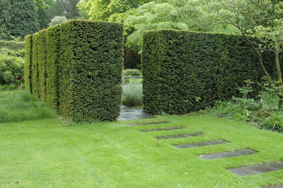 Живая изгородь антураж