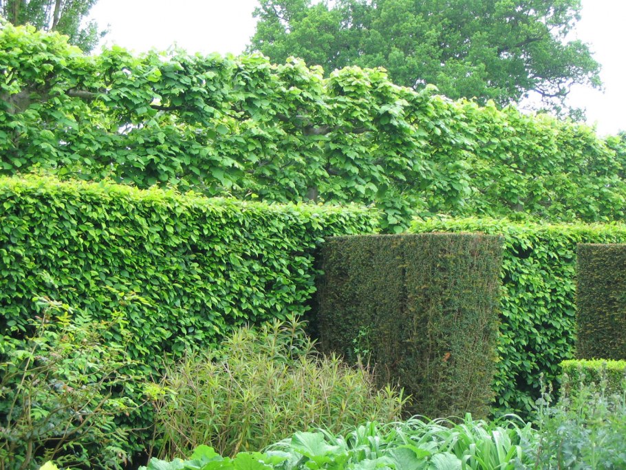 Живая изгородь Англия
