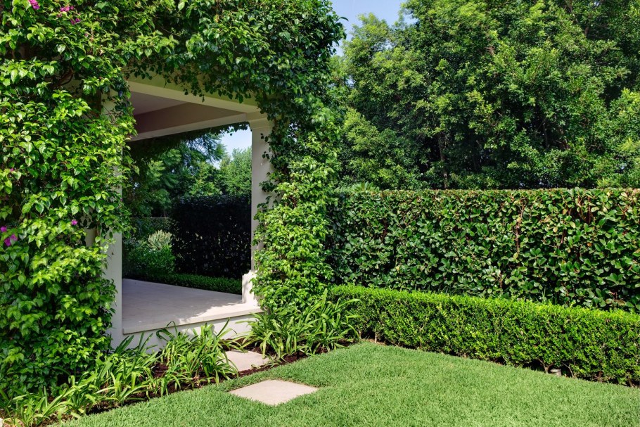 Туя Западная Смарагд Живая изгородь