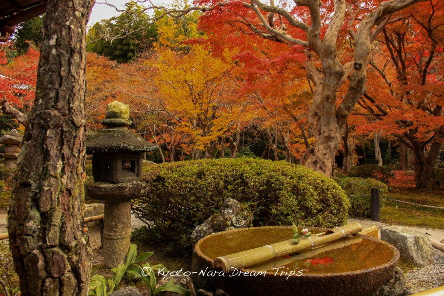 Ботанический сад Киото Япония