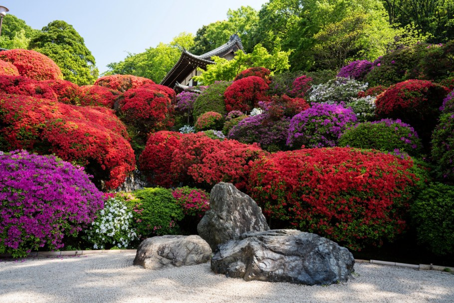 Киото. Сады рододендронов _Kyoto_Gardens_Rhododendron..